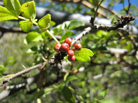 The Sichuan pepper, the mala pepper