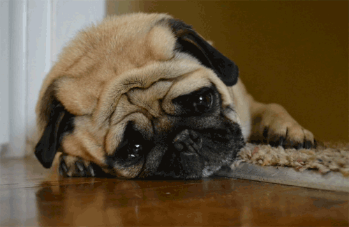 sad dog