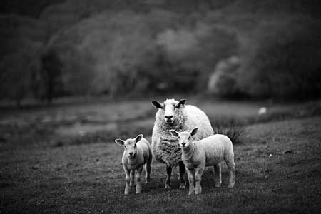 Year of the Sheep: Here&rsquo;s What to Expect in 2015