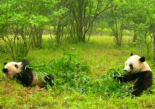 soft power in China