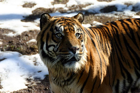 More than Just the Giant Panda: Animals Endemic to China Near Extinction