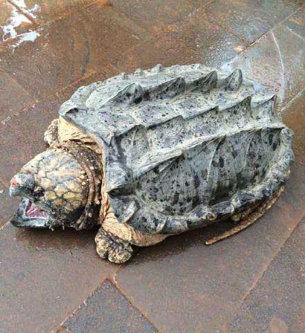 Giant Snapping Turtle Confiscated from Passenger at Kunming Airport