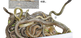 Snakes! In the Street! In Guangzhou 