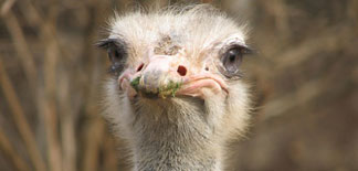 Man Bites Ostrich to Death in Bizarre Suicide Attempt