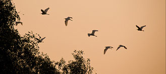 Guangzhou’s Nansha Wetland Park: One for Bird Lovers