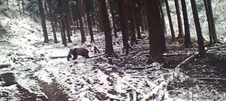 Wild Panda Breaches Farm, Preys on Local Livestock