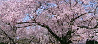 Flower Power: Where to Admire Cherry Blossoms in Guangzhou