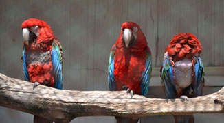 Suzhou Zoo Feeds Herbs to Birds to Fight H7N9 Virus