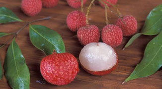 Summer Fruit Picking: Where to Pick Lychees Around Guangzhou
