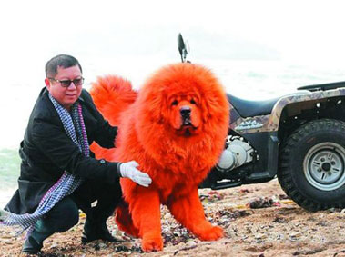 Bizarre Things China’s Super Rich Spend their Money On
