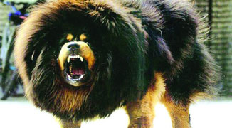 Woman Mauled by Dogs After Owner Has Drug-Induced Hallucination
