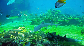 Xiaomeisha Seaworld in Shenzhen: Explore the Mysteries of the Sea