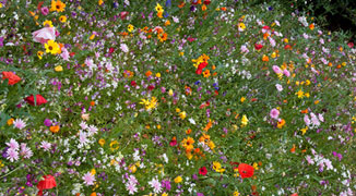 A Blossoming Culture: Art Exhibitions and Events in Beijing this Spring