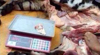 Ten Tigers Killed in Guangdong; Meat Sold for 500 RMB Per Pound