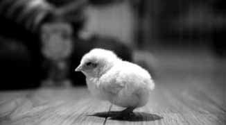 Hefei Supermarket Gives Away Live Chicks in Promotion, Angers Customers