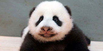 Psychic Panda Cubs to Predict World Cup Victories 