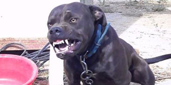 Child Apparently Scared to Death by Large Dog 