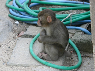 Henan Monkey Performers Arrested in Heilongjiang: Did They Actually Commit A Crime?