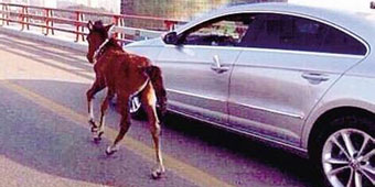 Woman ‘Walks Her Pony’ on Highway While Driving Next to it