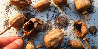 Poppy Seed Shells Still Used in Food