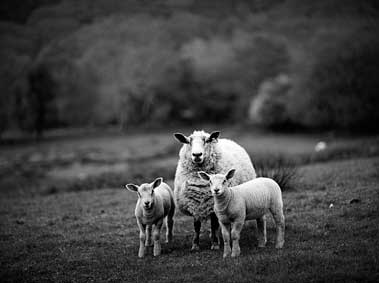Year of the Sheep: Here’s What to Expect in 2015