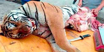 Chinese Tourists Love to Buy Illegal Tiger Meat in Laos 