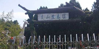 Lion Kills Breeder in Shandong, Is Shot by Police 