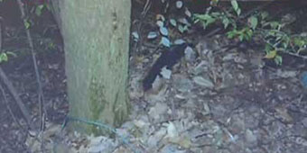 Quzhou Man Set Up By Online Date, Tied to a Tree and Robbed by Thugs 