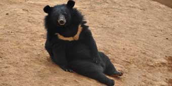 Man Realizes His “Dogs” Are Bears