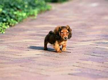 Evil Quzhou Milkman Runs Over Puppy and Flees the Scene 