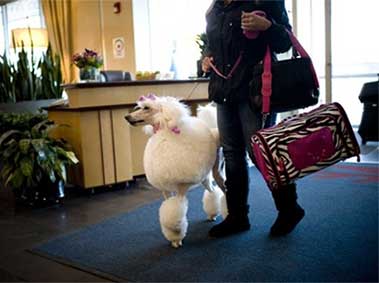 Travels With Fluffy: How to Take Your Pets In and Out of China