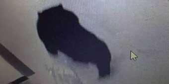 Black Bear Breaks into Heilongjiang Middle School, Shot by Police