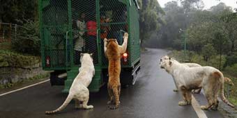 Chongqing Theme Park Puts Tourists Face to Face with Lions, Tigers, and Bears