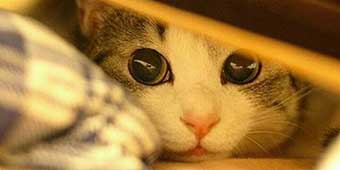 Cat Lover Conned Out of 70,000 Yuan in “Free Pet” Scam