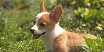 Shaoxing City Cracks Down on Pet Dogs