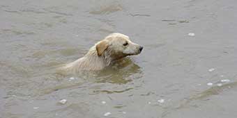 Man Spends Three Nights in Jail for Making A Fake Police Call to Save A Dog