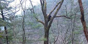 Panda Love Caught on Camera in Shaanxi Province 