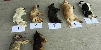 Two Thieves Poison and Steal Over 100 Pet Dogs in Changzhou 