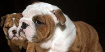 Woman Trying to Buy a Foreign Purebred Dog Online Scammed Out of 1300 RMB