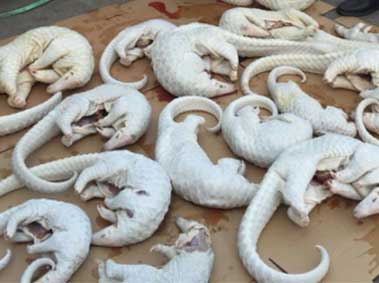 Endangered Species--Its What’s for Dinner