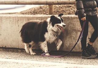 8 Reasons You Shouldn’t Get a Dog as an Expat Living China