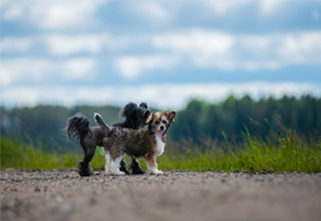 Bringing Pets to China: A Vet’s Perspective